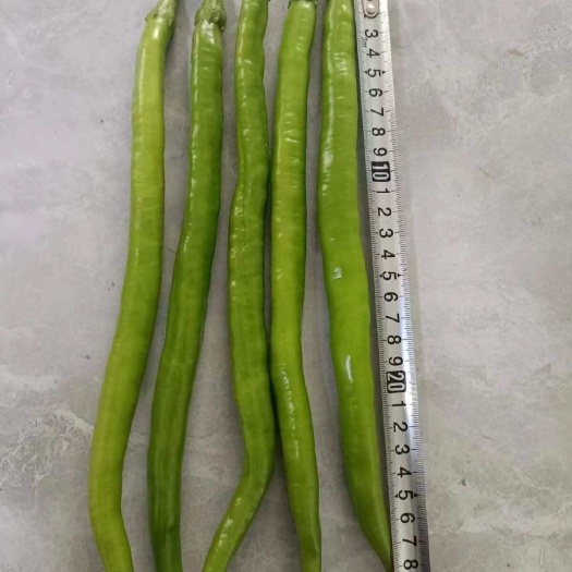 长丰28软皮尖线椒种子早中熟粗长大果嫩绿香辣抗病易种耐贮存
