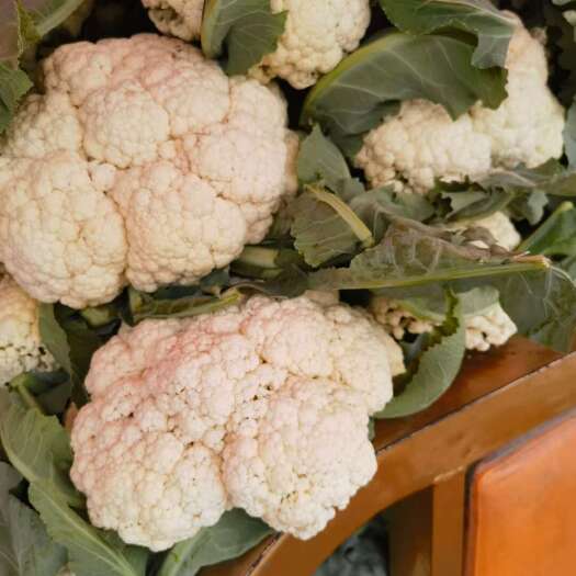 东明县山东东明优质白花菜花 现摘现发 新鲜直达