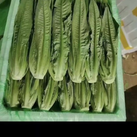 專業(yè)代辦各種蔬菜
