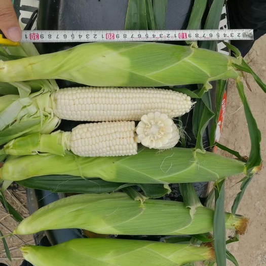 夏邑县雪甜7401甜玉米种子，爆浆纯甜，皮薄化渣，