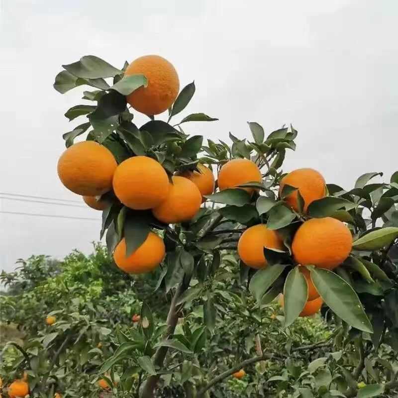 嫁接无核无籽砂糖桔树苗蜜桔盆栽果树苗南方种植明日见橘子苗包邮