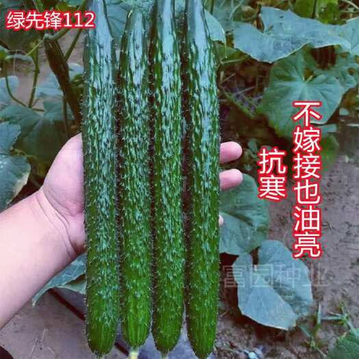 寿光市密刺黄瓜种子抗寒黑油亮强雌不嫁接油亮型