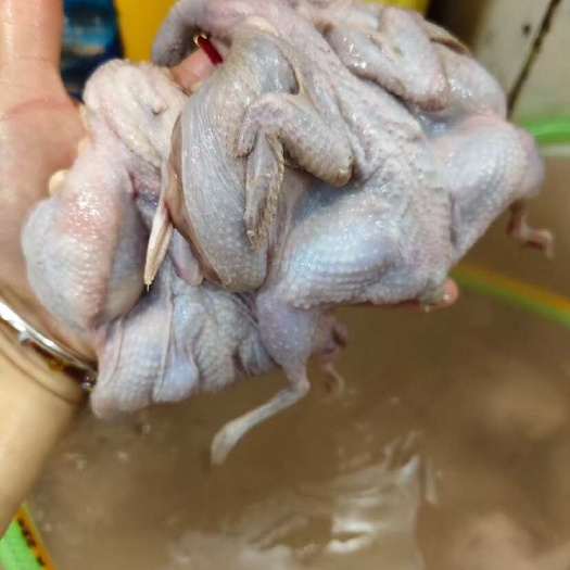 郁南县鹌鹑