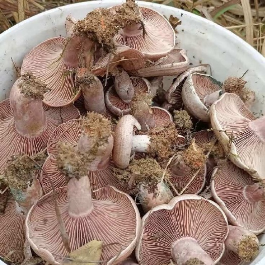 雷山县松菌香脆，煮起来烫很香，汤汁浓郁鲜美