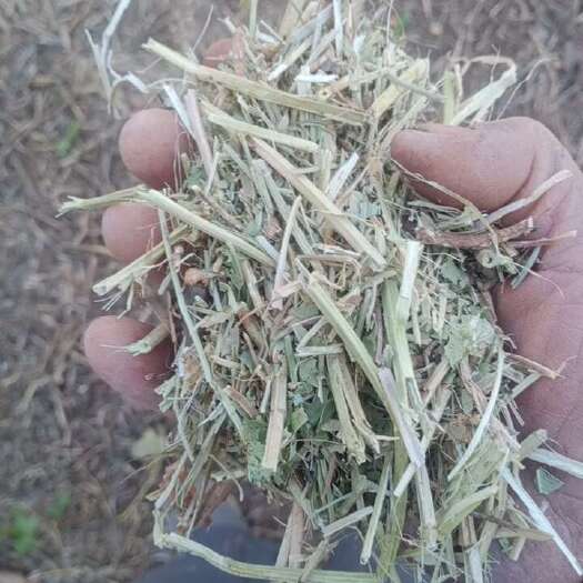平舆县花生秧