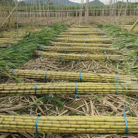 【各种规格黄皮甘蔗】广东韶关黄金黄皮甘蔗大量上市批发现货￼