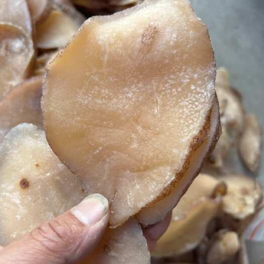 北海响螺片干货淡晒螺肉油螺片螺肉炖汤红烧炒菜礼盒包装海鲜干货