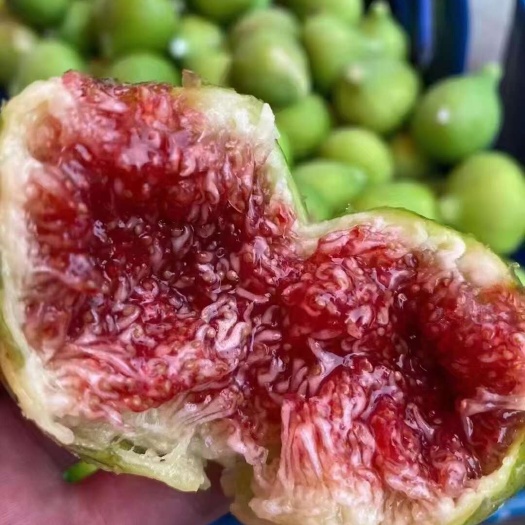 威海青皮无花果基地直销保质保量欢迎洽谈合作！