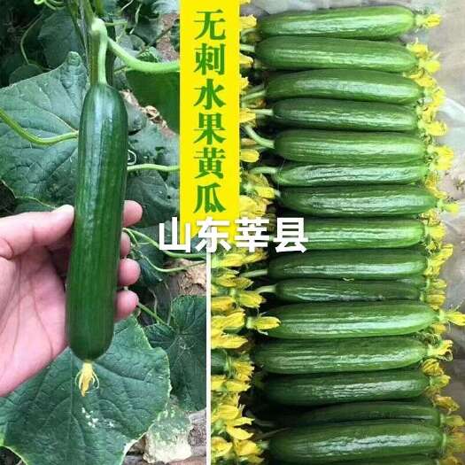 山东省聊城市莘县水果黄瓜基地直供