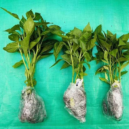 贵阳贵州杂交辣椒
线椒，螺丝椒，朝天辣批发，有培育基地可实际考察