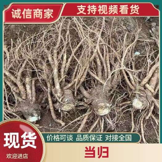 甘洛县高海拔  甜当归  日本当归