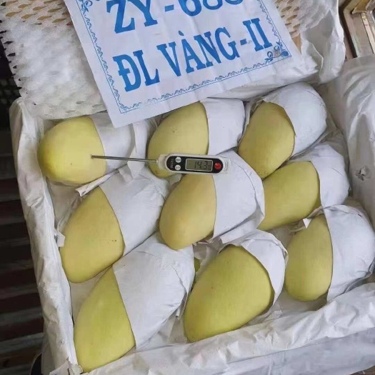 凭祥市越南金黄二级2.7元一斤关口直发对接批发商超甜品蛋糕饮品