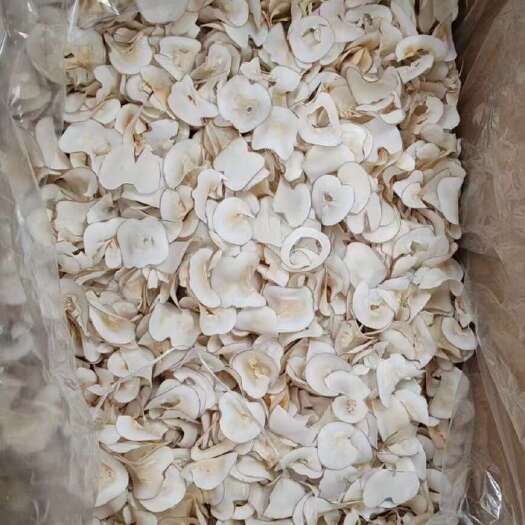 广州海底椰 中药材 滋补佳品 广州直发 新鲜精选