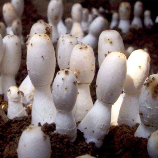 鸡腿菇菌包 出菇棒 出菇包 蘑菇出菇棒