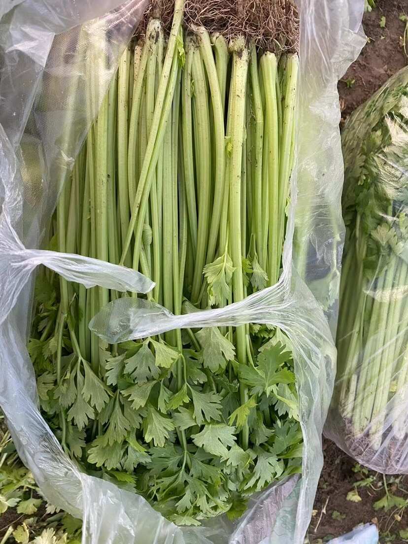 淮安精品芹菜，淮安小香芹，产地直发，支持视频看货