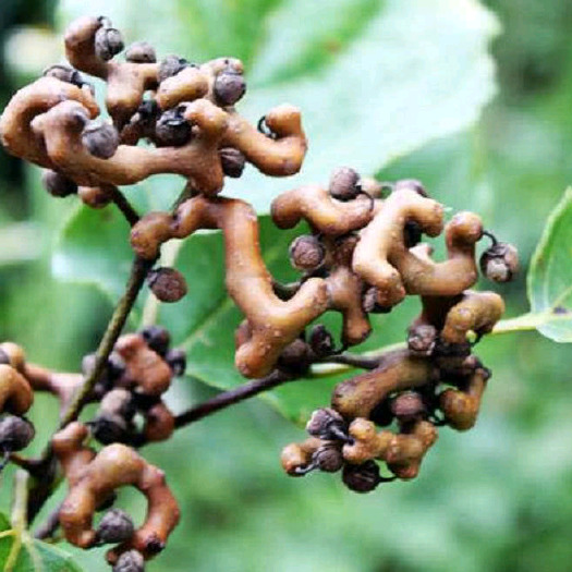 十堰拐枣树苗，万寿果树苗，小拇指粗的树苗