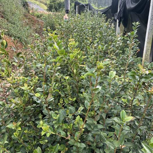 富宁县油茶苗 优良品种，出油率高