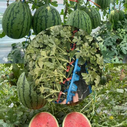 寿光市京美2k西瓜，嫁接苗，该品种糖度高，商品性好