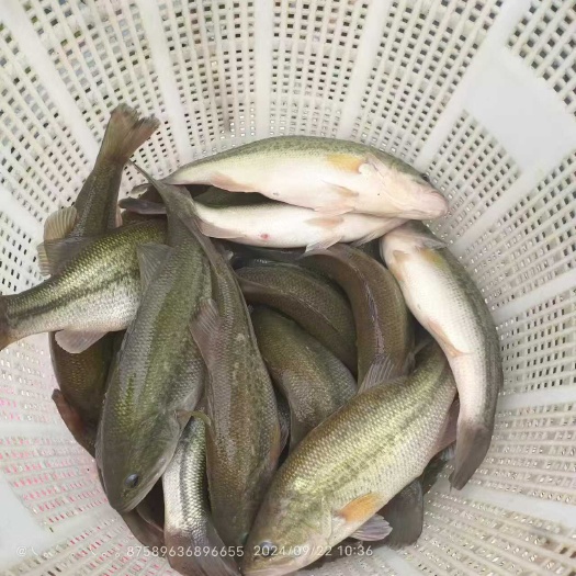 恭城县山泉鲈鱼，水质好，鱼才好。