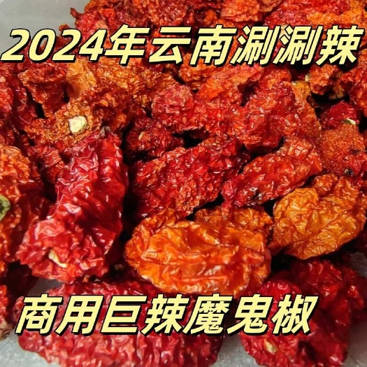 昆明云南涮涮辣变态辣卡罗莱纳死神辣椒印度魔鬼椒干辣椒特辣魔鬼辣椒