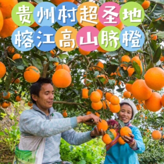 榕江县贵州村超圣地 榕江县高山优质生态脐橙 开园了 有需要联系