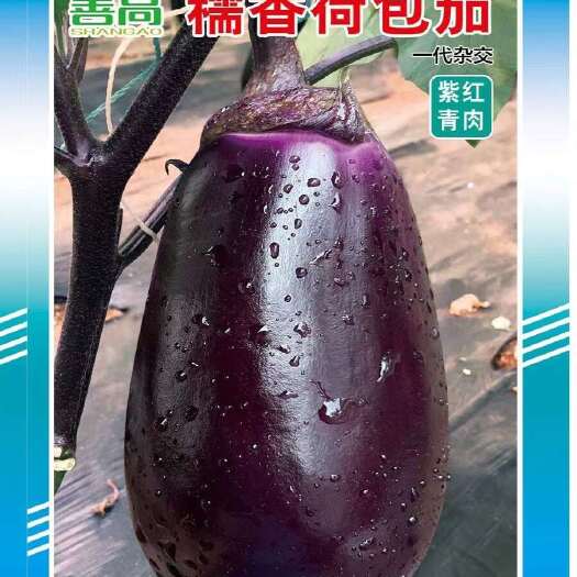 樟树市善高糯香荷包茄紫红杂交茄子种子早熟肉淡绿色丰产圆形抗病蔬菜籽