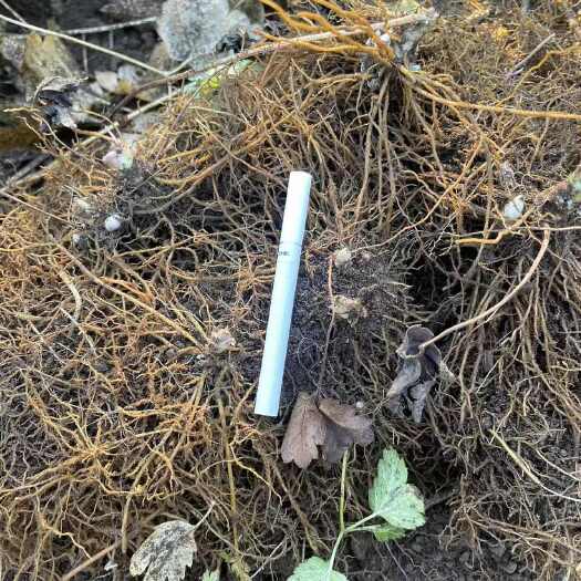 大三叶升麻苗