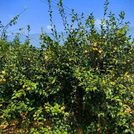 万载县油茶果 茶籽