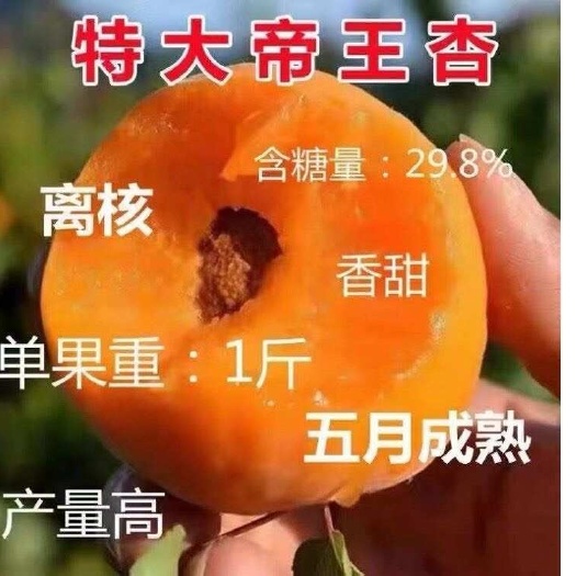 杏树苗，特大地王星杏南北方均可种植基地直发现挖现发￼成活率好