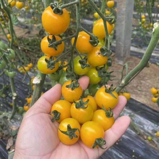 寿光市梦想迷恋小黄番茄苗   苗子一级苗子   货发全国