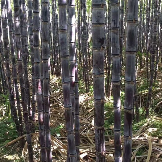  【热卖】广东韶关黑皮甘蔗爽甜多汁皮薄肉多产地现砍现发量大