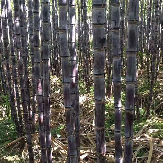 翁源县 【热卖】广东韶关黑皮甘蔗爽甜多汁皮薄肉多产地现砍现发量大