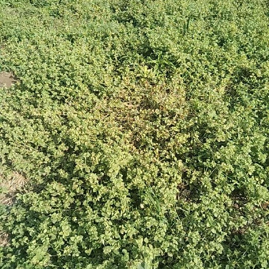 获嘉县鸭跖草（干品）