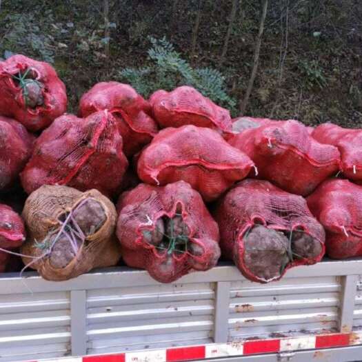 威宁县商品魔芋