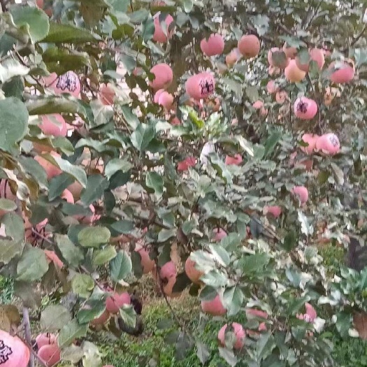 红富士苹果，口感脆甜，甜度高