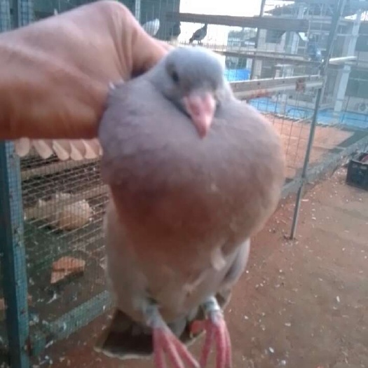 阜阳鸽子