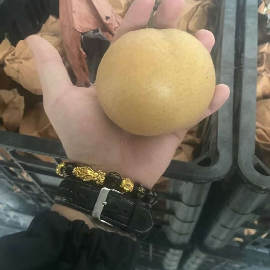 大名县晚秋黄梨，大量现货供应，源头直供