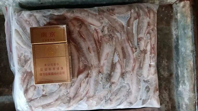 高邮市麦穗狗头鱼