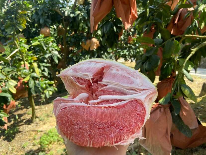 福建漳州平和琯溪红肉蜜柚