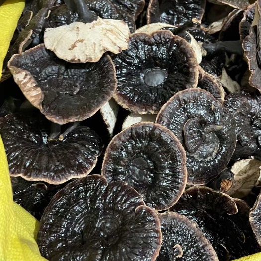 广州广西金边灵芝整个