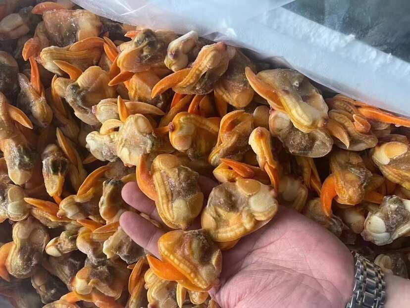 新货超大文贝肉文蛤捞汁小海鲜食材去壳蚬子肉大蛤蜊肉文蛤蜊文哈