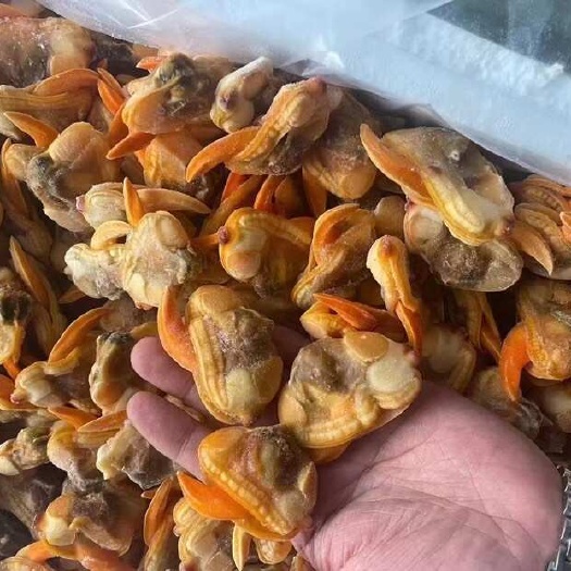 新货超大文贝肉文蛤捞汁小海鲜食材去壳蚬子肉大蛤蜊肉文蛤蜊文哈