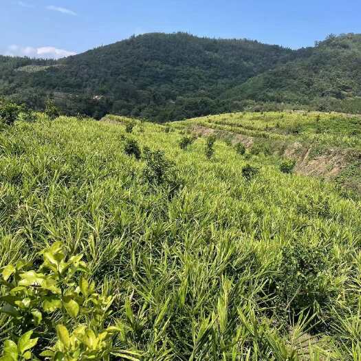 丘北县小黄姜