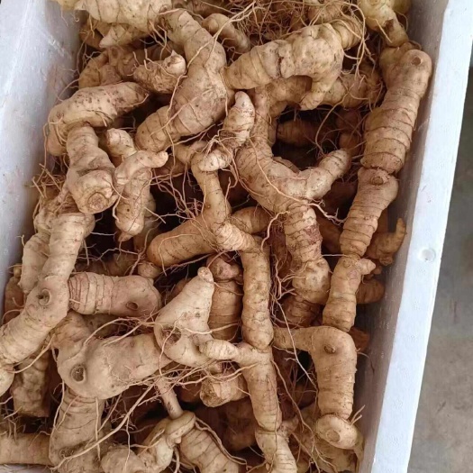 新鲜黄精河南鸡头黄精鲜货大块茎可九蒸九晒批发