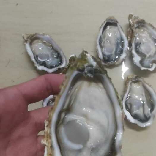 玉林乳山豆豆