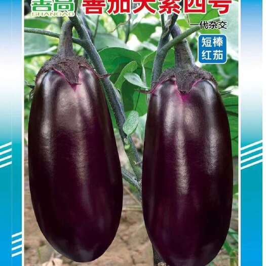 樟树市善茄天紫四号杂交茄子种子早熟短棒香糯紫红蔬菜种籽丰产露地春秋