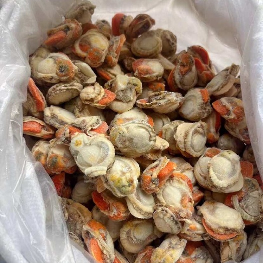 精品超大扇贝肉元贝肉鲜嫩好吃无沙无壳无冰夏贻贝肉夏夷贝肉