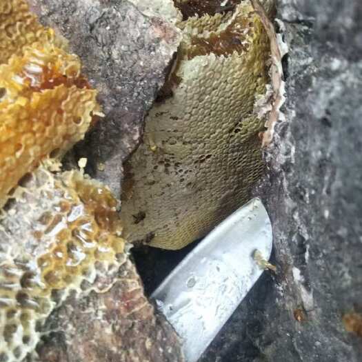 江永县湖南永州江永野蜂蜜 液态结晶双形态 24个月保鲜 详见包装
