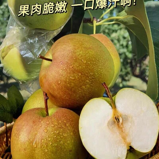 山西玉露香梨，纯甜无渣，汁水多
