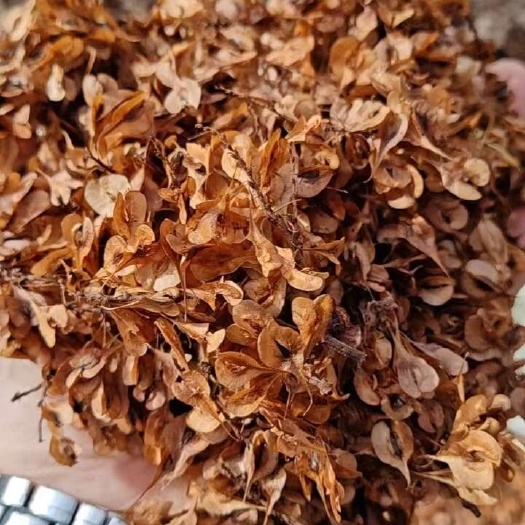 重庆市虎杖种子